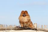 SPITZ ALLEMAND 194